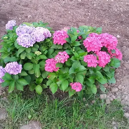 Il Salice Bed and Breakfast 3*