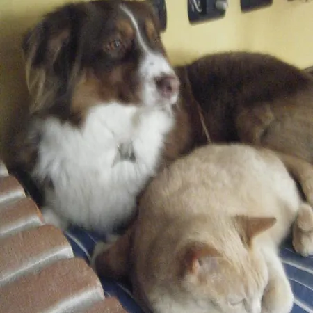 Alojamento de Acomodação e Pequeno-almoço Il Salice